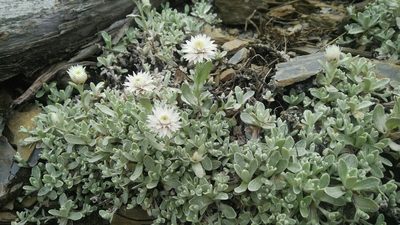 Anaphalis nepalensis, photographed by Cheng-Te Hsu