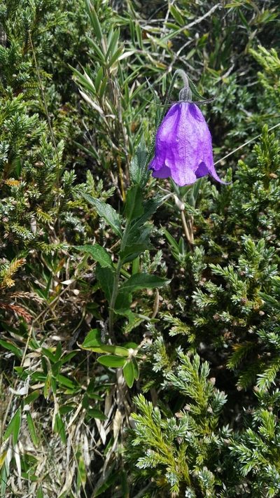 Adenophora morrisonensis, photographed by Cheng-Te Hsu