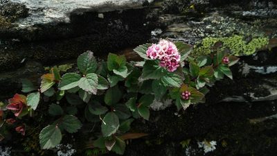 Spiraea morrisonicola, photographed by Cheng-Te Hsu