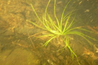 Isoetes echinospora, photographed by Norma Malinowski