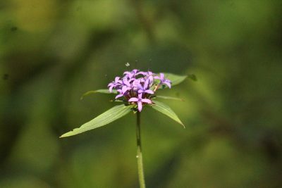Crusea hispida, photographed by Adrianh M. Orozco