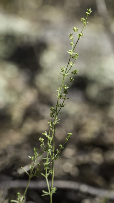 Trichogalium fendleri, photographed by Craig Martin