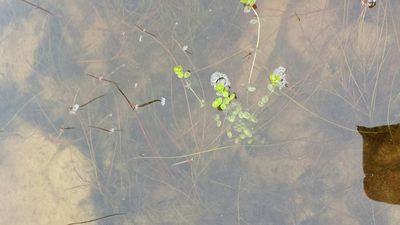 Hypericum boreale, photographed by alicia penney