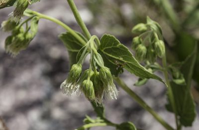 Brickelliastrum fendleri, photographed by Craig Martin