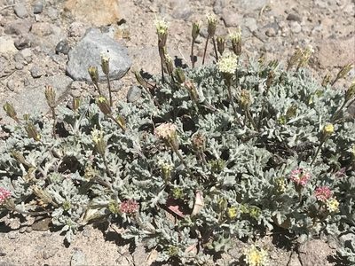 Chaenactis nevadensis, photographed by Leah Gardner