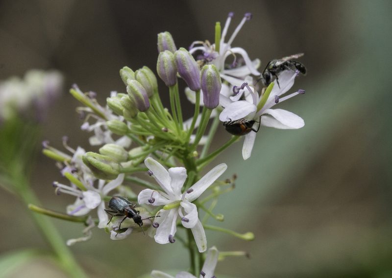 Thelypodium wrightii, photographed by Craig Martin