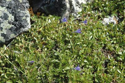 Campanula uniflora, photographed by Syd Cannings