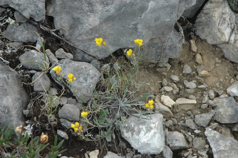 Physaria calderi, photographed by Syd Cannings