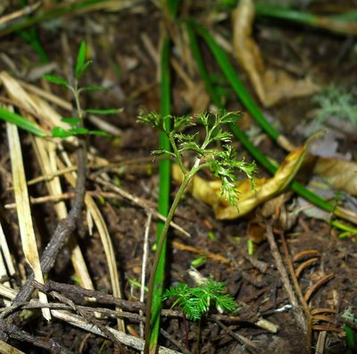 Sceptridium biforme, photographed by Sarah Richardson