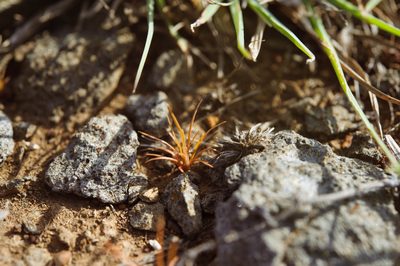 Bulbostylis barbata, photographed by Cheng-Tao Lin