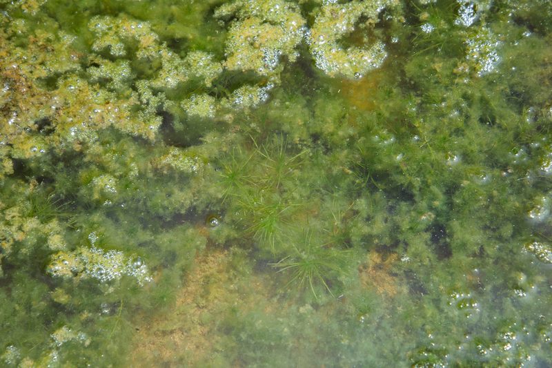 Najas indica, photographed by Cheng-Tao Lin