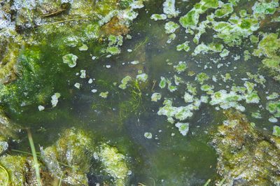 Najas indica, photographed by Cheng-Tao Lin