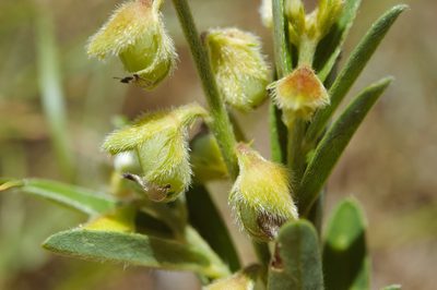 Crotalaria linifolia, photographed by Cheng-Tao Lin