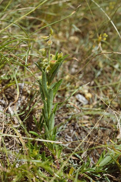 Crotalaria linifolia, photographed by Cheng-Tao Lin