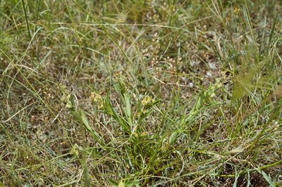 Crotalaria linifolia, photographed by Cheng-Tao Lin