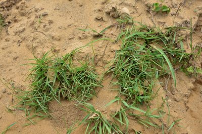 Eremochloa ophiuroides, photographed by 楊富鈞