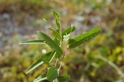 Alysicarpus bupleurifolius