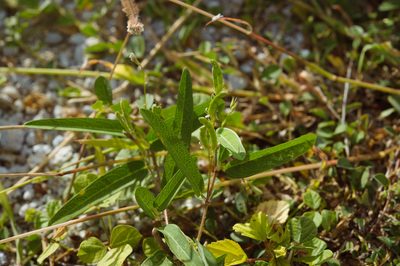 Alysicarpus bupleurifolius, photographed by Cheng-Tao Lin