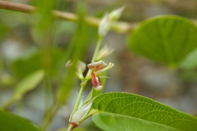 Alysicarpus bupleurifolius, photographed by Cheng-Tao Lin