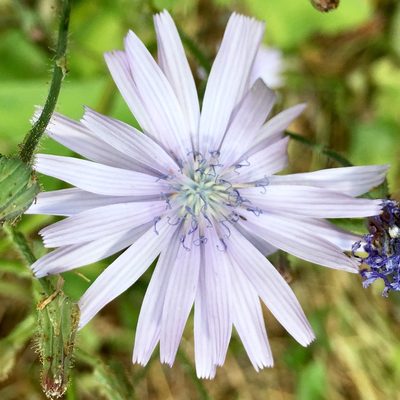 Lactuca macrophylla, photographed by Carl von Blixen