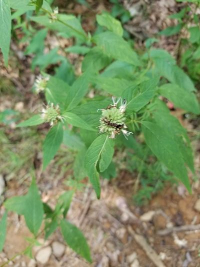 Pycnanthemum montanum, photographed by Sean Feirstein