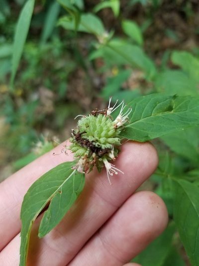 Pycnanthemum montanum, photographed by Sean Feirstein