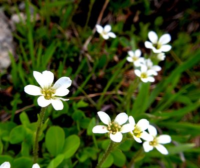 Saxifraga androsacea, photographed by desertnaturalist