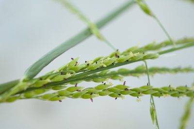 Eriochloa procera, photographed by Cheng-Tao Lin
