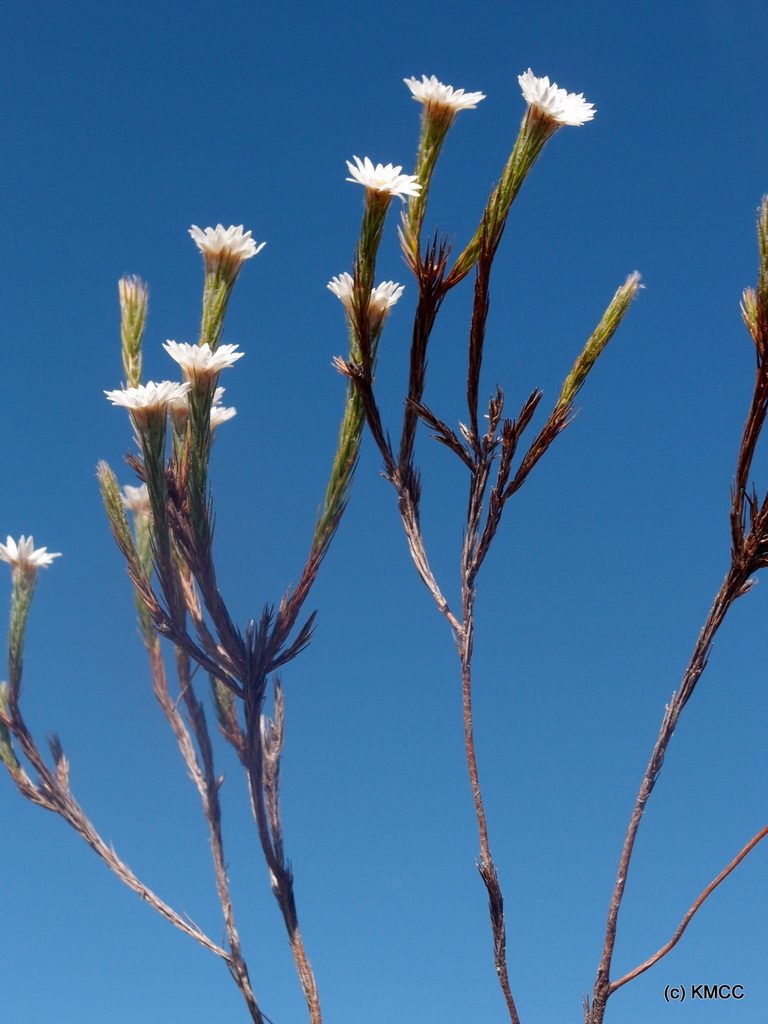 Helichrysum candollei, photographed by Romer N. Rabarijaona