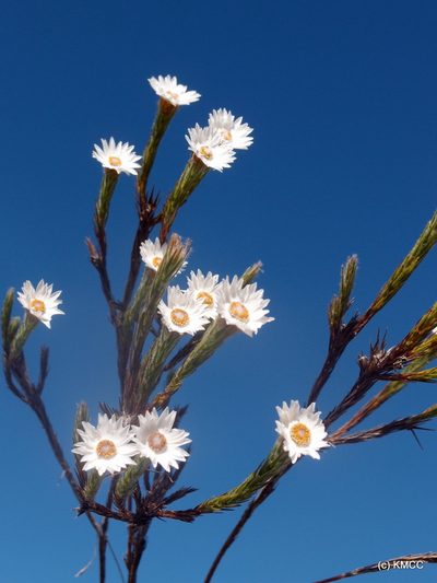 Helichrysum candollei, photographed by Romer N. Rabarijaona