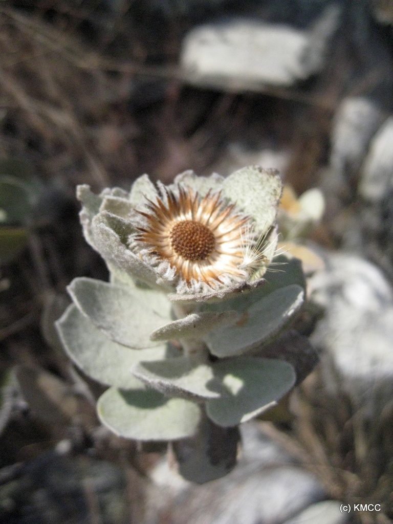 Distephanus eriophyllus, photographed by Romer N. Rabarijaona