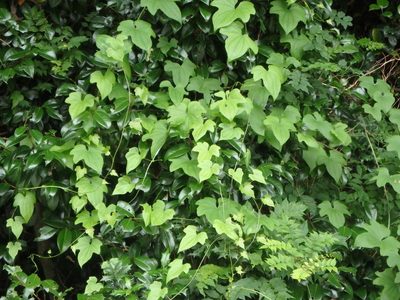 Dioscorea quinquelobata, photographed by harum.koh