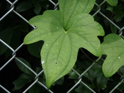 Dioscorea quinquelobata, photographed by harum.koh