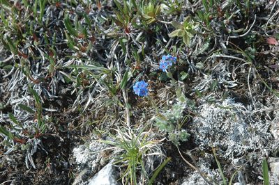Eritrichium aretioides, photographed by Syd Cannings