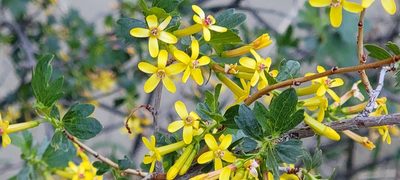 Ribes aureum, photographed by Michael Cook