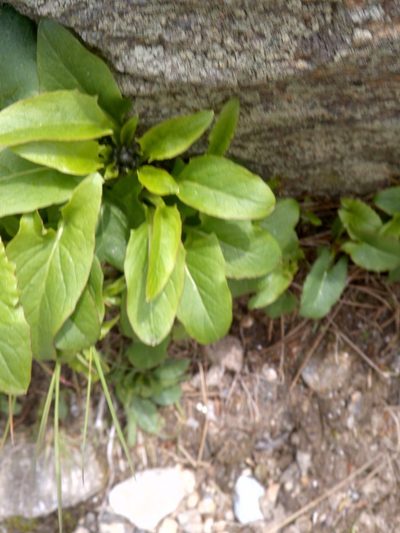 Nabalus boottii, photographed by Doug Weihrauch