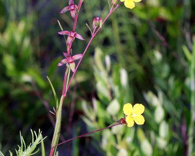Ludwigia maritima, photographed by Lauren McLaurin