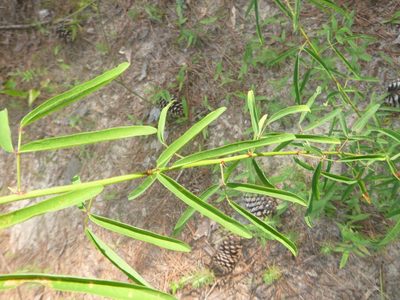 Desmodium strictum, photographed by cwarneke