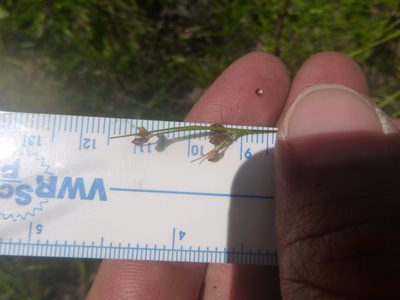 Rhynchospora globularis, photographed by cwarneke