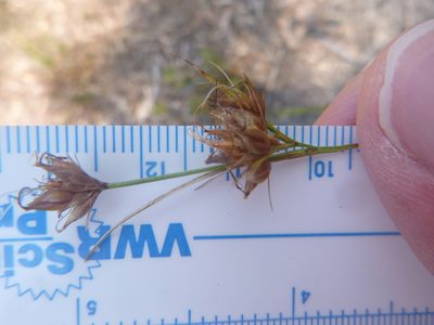 Rhynchospora grayi, photographed by cwarneke