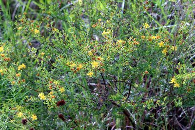 Hypericum brachyphyllum, photographed by Lauren McLaurin