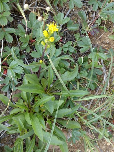 Solidago leiocarpa, photographed by Doug Weihrauch