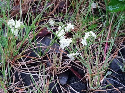 Galium normanii, photographed by Kjartan Birgisson
