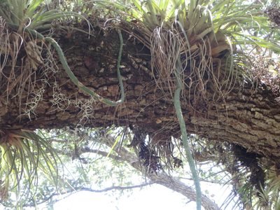 Selenicereus pteranthus, photographed by Ben Machado