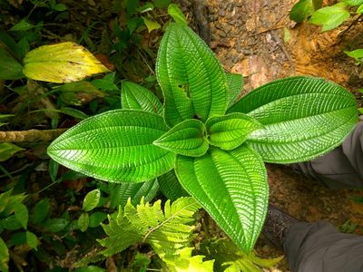 Miconia racemosa, photographed by Bevan Weir
