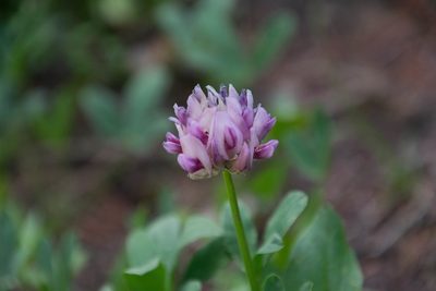 Trifolium parryi, photographed by Joe D