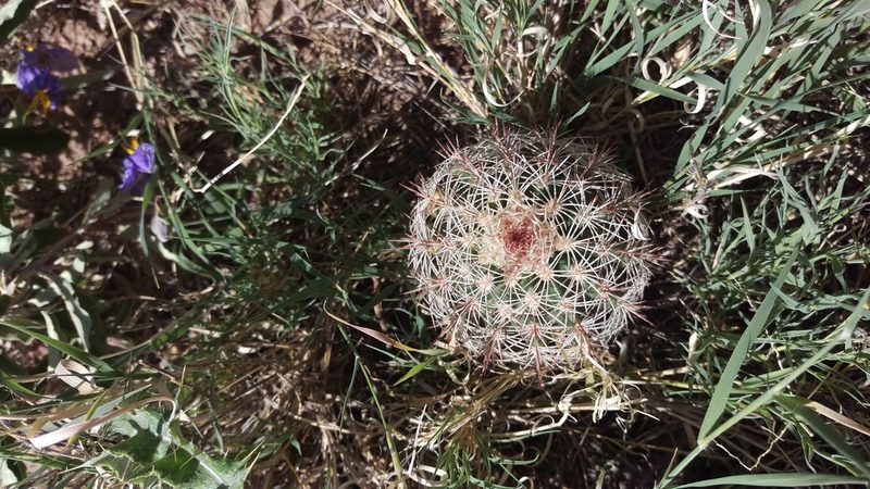 Echinocereus dasyacanthus, photographed by Isaac Krone