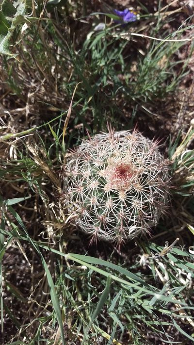 Echinocereus dasyacanthus, photographed by Isaac Krone
