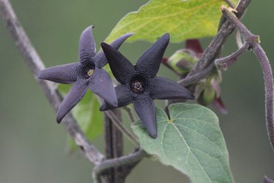 Polystemma pilosum, photographed by José Belem Hernández Díaz