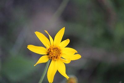 Verbesina pedunculosa, photographed by José Belem Hernández Díaz